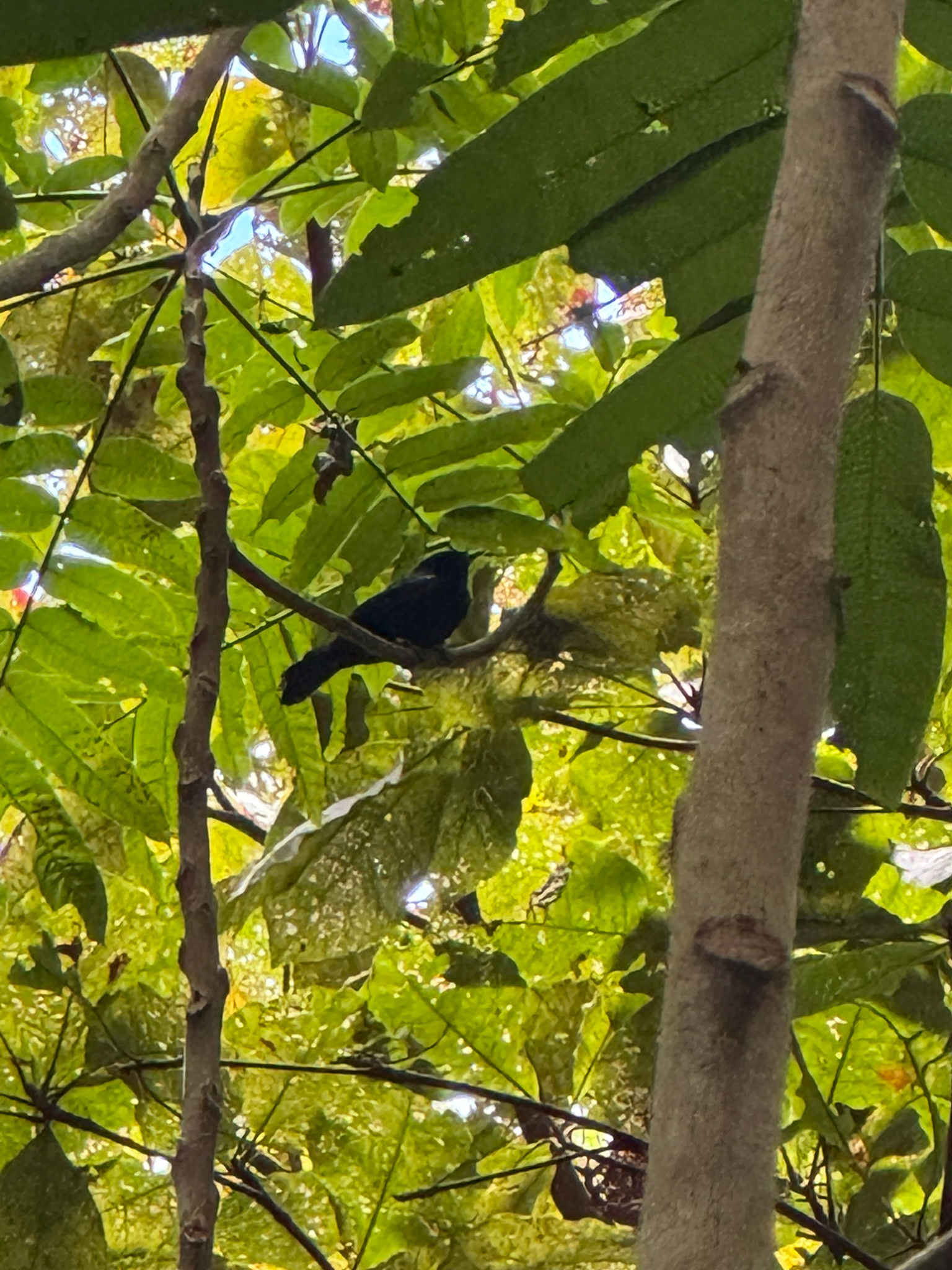 Tahiti Monarch (Pomarea nigra), photo 3