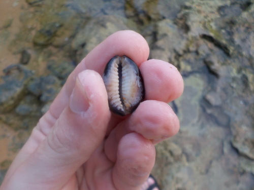 Monetaria caputserpentis
