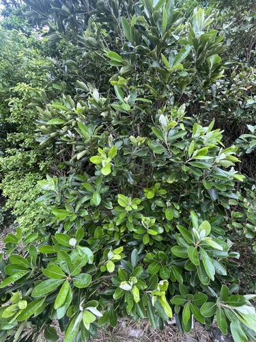 Pittosporum pancheri observed 2026-03-22