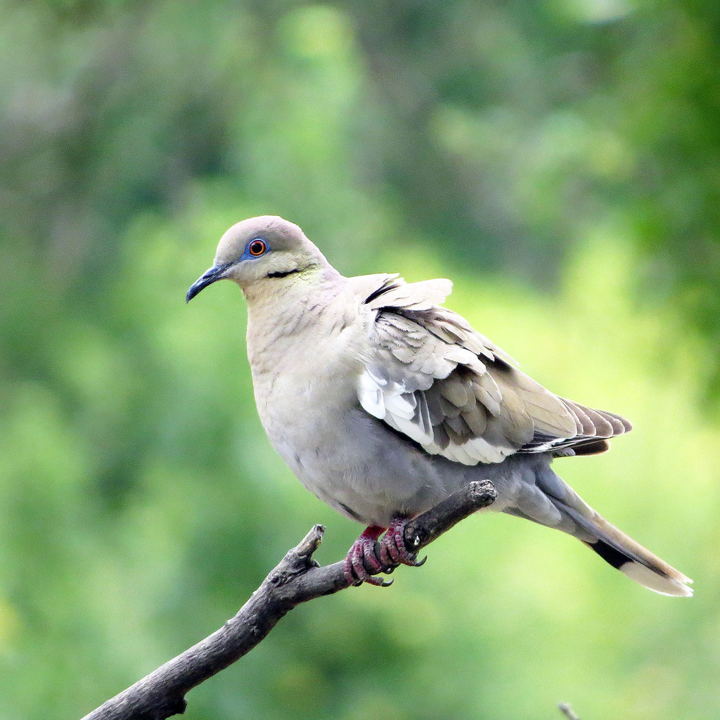 Western White-winged Dove