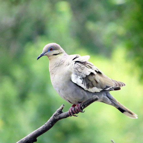 Western White-winged Dove