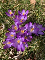 Crocus