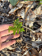 Botrychium virginianum, photograph Niyan Shehan, CC0, iNaturalist via GBIF