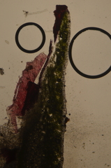 Mannia gracilis