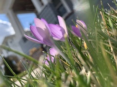 Crocus