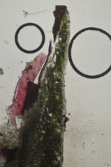 Mannia gracilis