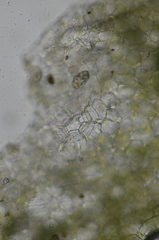 Mannia gracilis