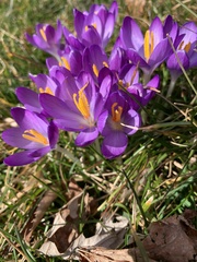 Crocus