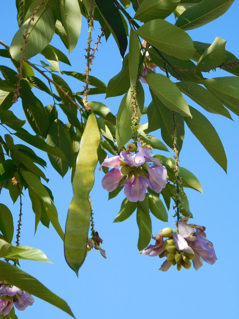 Butterfly Pea Tree