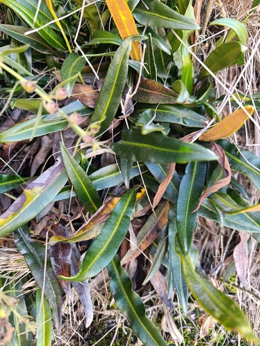 Elaphoglossum gayanum, 2026-03-21