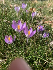 Crocus