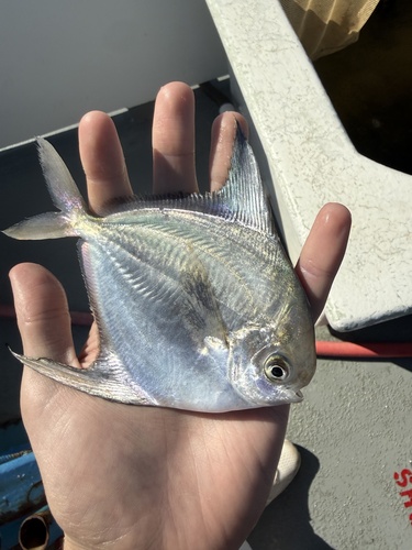 American harvestfish (Peprilus paru) — Stromateidae — 4