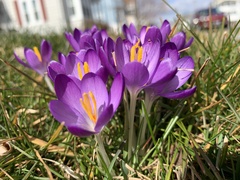 Crocus