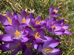 Crocus