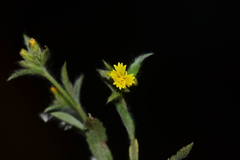 Nanothamnus sericeus