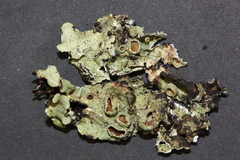 Flavopunctelia praesignis