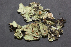 Flavopunctelia praesignis