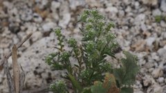Cryptantha maritima maritima