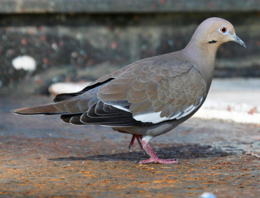 White-winged Dove