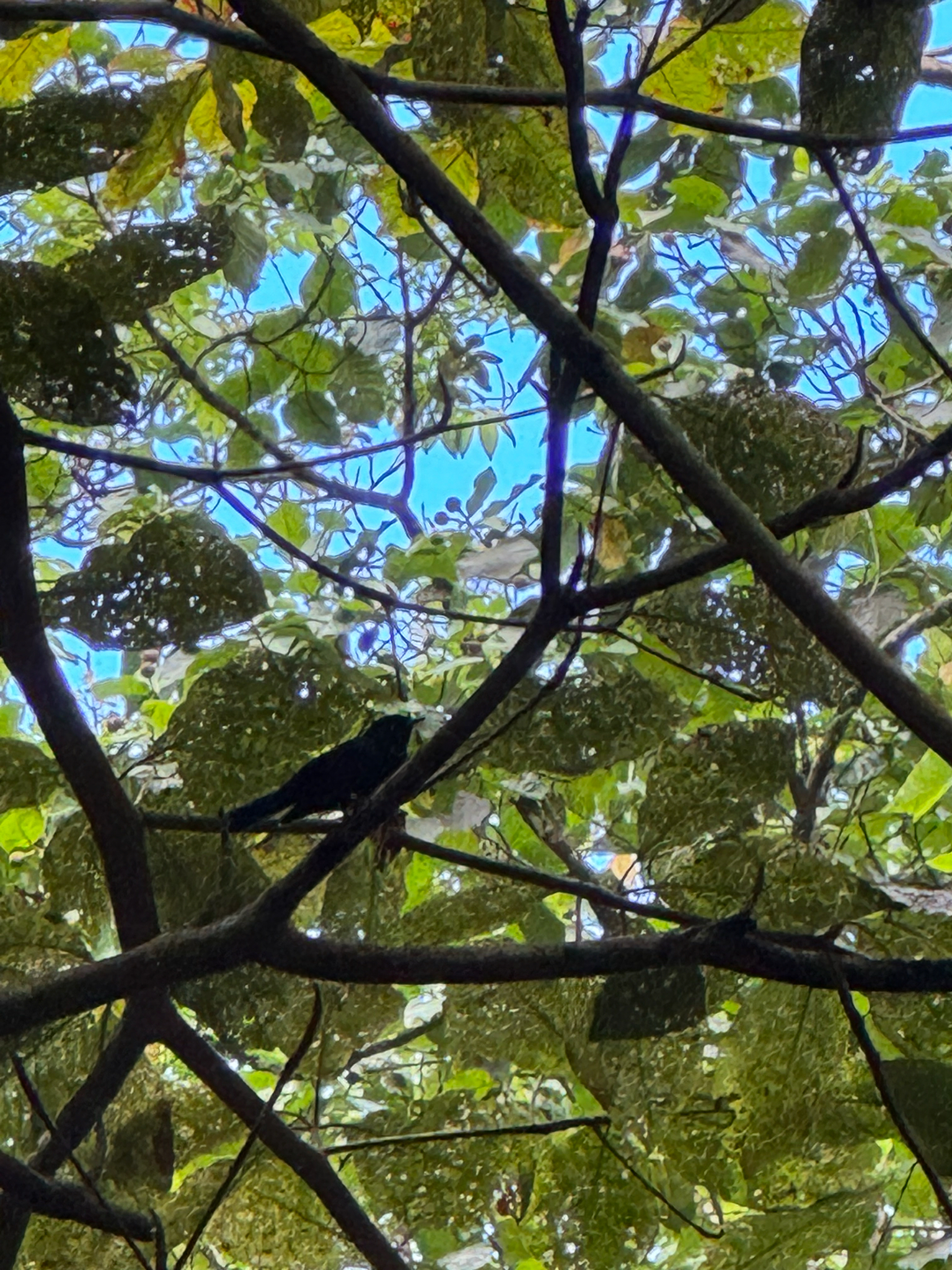 Tahiti Monarch (Pomarea nigra), photo 8