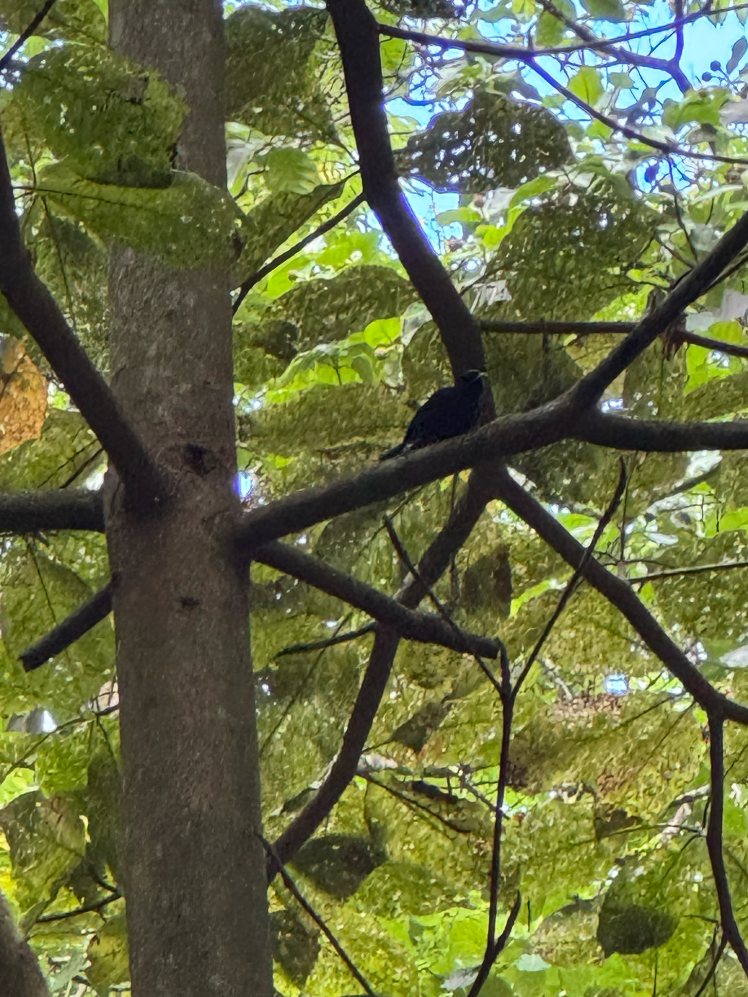 Tahiti Monarch (Pomarea nigra), photo 4