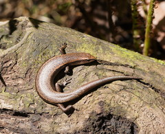 Southern Forest Cool-Skink photo 3