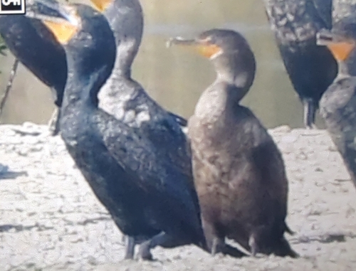 iNaturalist observation photo of American Cormorants