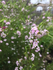 Angiospermae