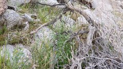 Cryptantha decipiens