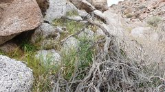 Cryptantha decipiens