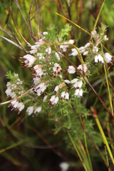 Erica desmantha