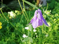 Aquilegia vulgaris