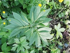 Cardamine heptaphylla