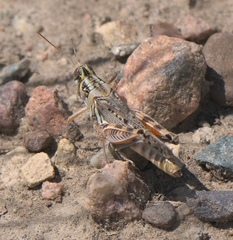 Melanoplus occidentalis