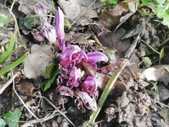 Lathraea clandestina