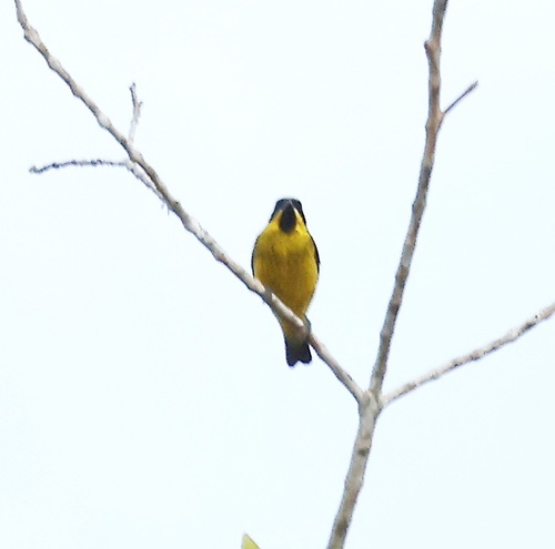 Yellow-bellied Dacnis (Dacnis flaviventer)