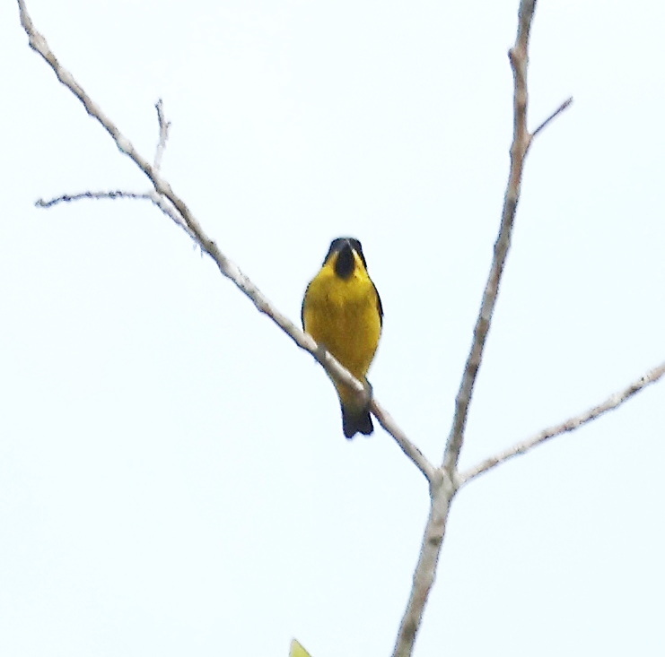 Yellow-bellied Dacnis (Dacnis flaviventer), photo 1