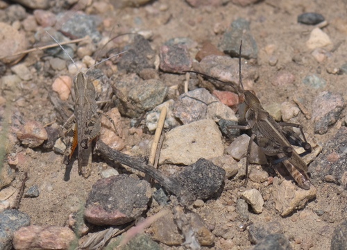 White-whiskered grasshopper photo 6