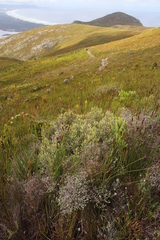 Grubbia tomentosa