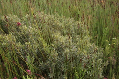 Grubbia tomentosa