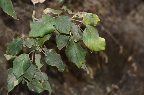 Image of Ougeinia oojeinensis by no rights reserved