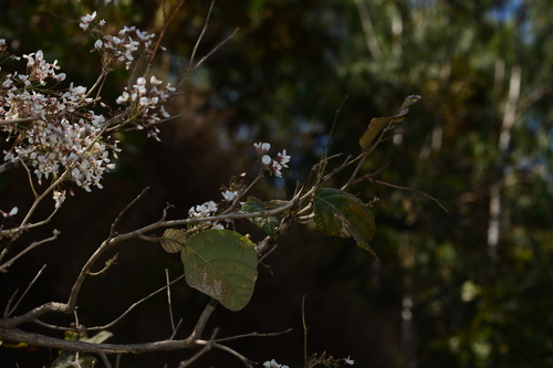 Image of Ougeinia oojeinensis by no rights reserved