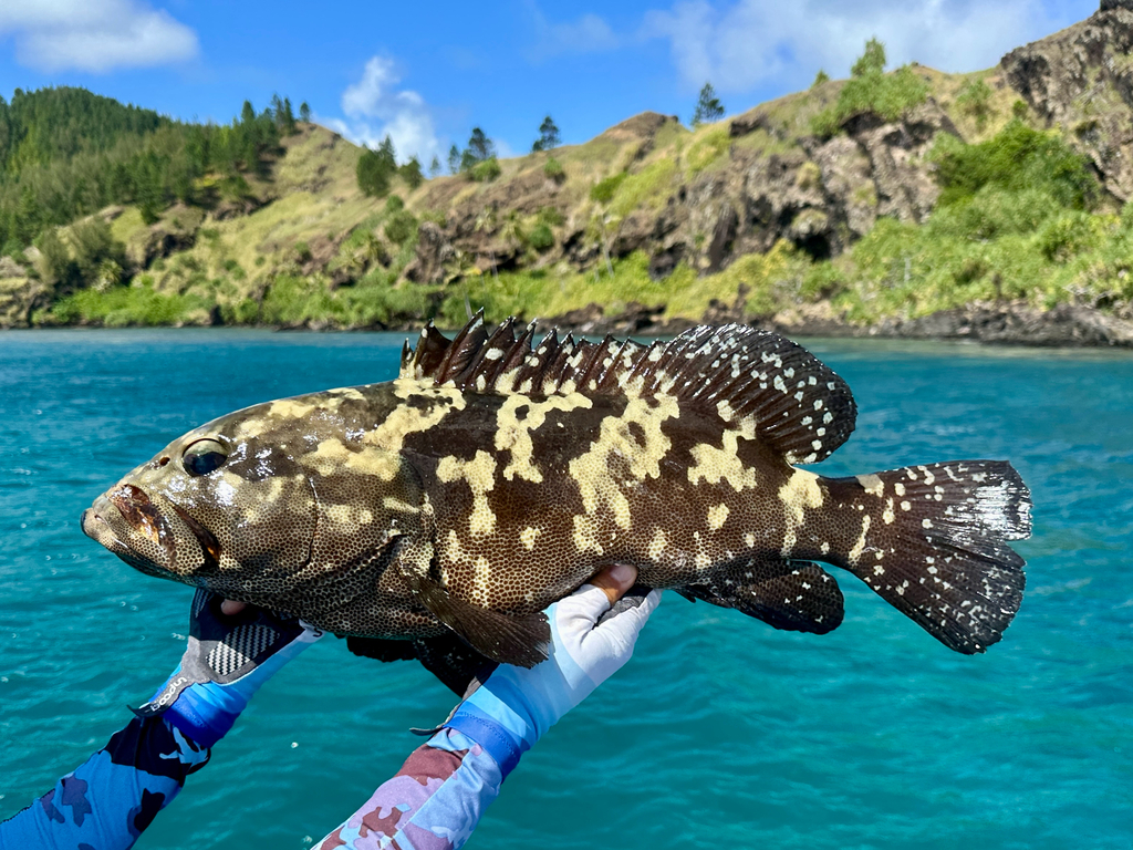 Camouflage grouper