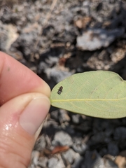 Cephalotes varians