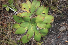 Hermas ciliata