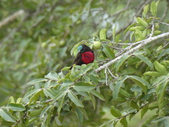 Chalcomitra senegalensis gutturalis