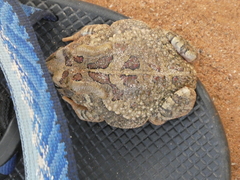 Sclerophrys poweri