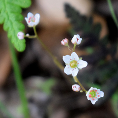 author not stated, no rights reserved Micranthes californica, photograph author not stated, no rights reserved