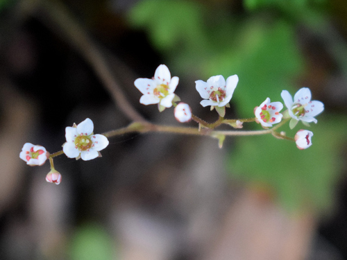 Micranthes californica, photograph 5