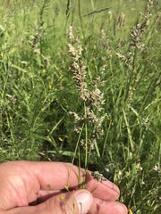 Eragrostis obtusa